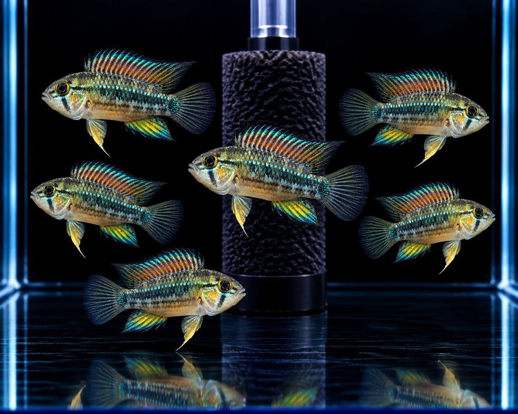 Apistogramma Cruzi ~ 2.5-3cm